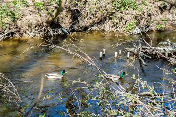 wild ducks swimming on a fast current of a small river surrounded by lush vegetation of the park
