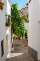 Fototapeta na wymiar bonita calle rural del municipio de Algatocín, Málaga