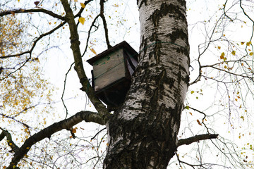 Wooden box on a birch in the autumn forest, a beehive for wild bees.