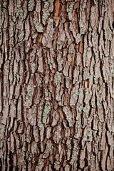 large tree bark closeup background - obrazy, fototapety, plakaty