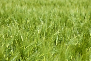 Fototapeta na wymiar clear and green barley field
