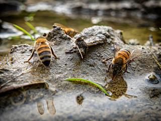Bee drinking water in a puddle
