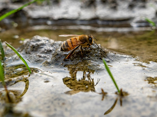 Bee drinking water in a puddle