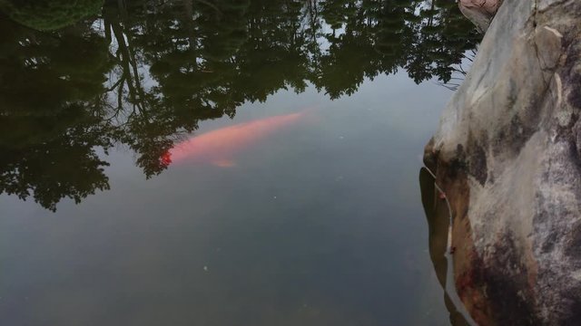 Orange colored carp fish swimming in the water with reflections of trees