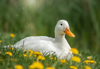 Weiße Ente auf sonniger Wiese