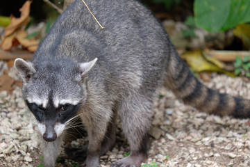 Naklejka na ściany i meble A raccoon that just coming out of the jungle in Costa Rica, one eye closed