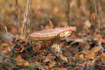 Fly agaric with white spots in the autumn forest among the foliage, macro shot with blurry background.