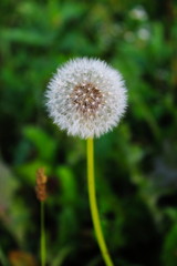 dandelion in the grass