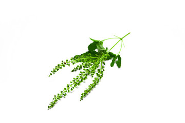 Holy basil or tulsi leaves isolated on white background