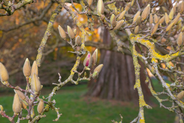 Einzeln aufgbrechende Magnolienbl&uuml;te