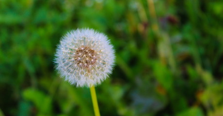 dandelion on background of green grass