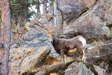 Bighorn Sheep in Waterton Canyon by the South Platte River