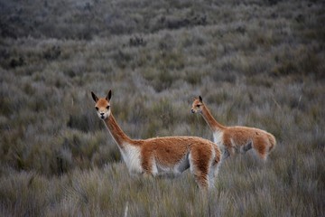 Two vicunas in the grassy slope of Chimborazo.