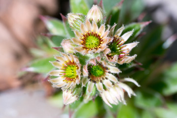 Closeup of Common Houseleek flowers (Sempervivum tectorum)