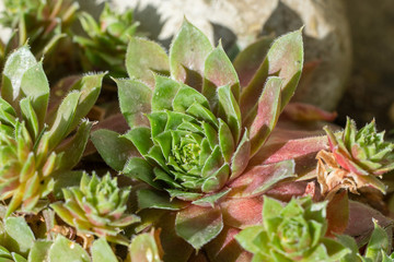 Closeup of Common Houseleek plant (Sempervivum tectorum) with some plant louses