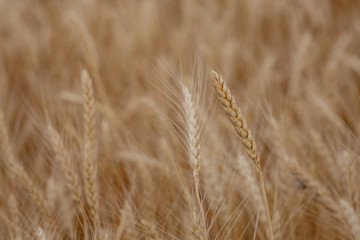 Yellow ear of wheat closeup. Selective focus.