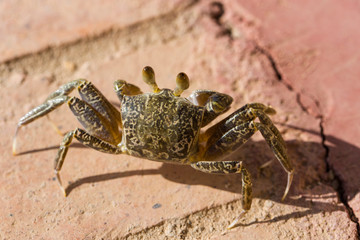 Ghost crabs are semiterrestrial crabs subfamily Ocypodinae.  A male teenager. Arthropods on land.