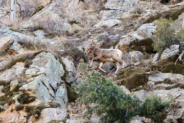 Bighorn Sheep in Waterton Canyon by the South Platte River