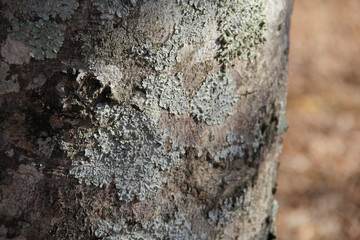 tree bark