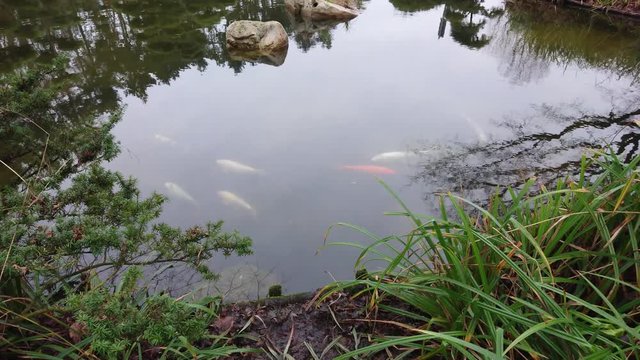 Colored carps swimming in the water with reflections of trees