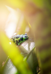 Variable Poison Dart Frog