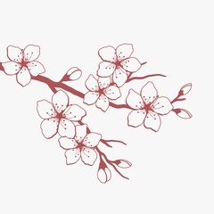 Blossoming branch of a cherry. Red silhouette of a cherry branch with flowers on a white background. Sakura flowers. Vector illustration