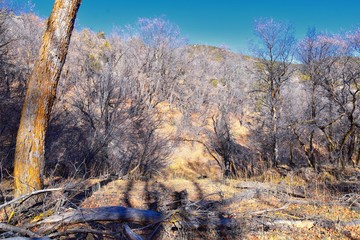 Hiking Trails in Oquirrh, Wasatch, Rocky Mountains in Utah Late Fall with leaves. Backpacking, biking, horseback through trees in the Yellow Fork and Rose Canyon by Salt Lake City. United States of Am