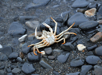 overturned crab on black rocks