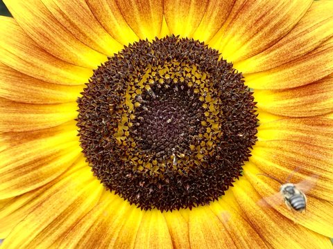 closeup of a sunflower with a honeybee 