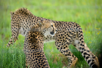 Fototapeta na wymiar Cheetah in Green Grass from South Africa