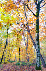 Fototapeta na wymiar autumn in the park