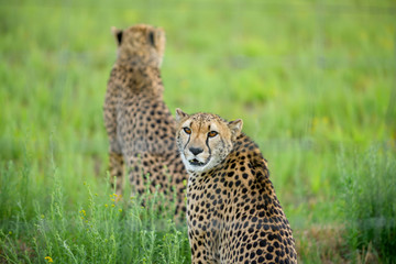Cheetah in Green Grass from South Africa