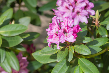 Rhododendron