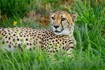 Cheetah in Green Grass from South Africa