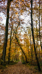 Obraz premium autumn in the forest