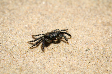 eine kleine Krabbe am Strand am pazifischen Ozean