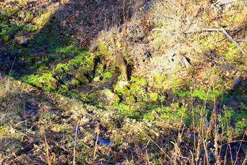 Hiking Trails in Oquirrh, Wasatch, Rocky Mountains in Utah Late Fall with leaves. Backpacking, biking, horseback through trees in the Yellow Fork and Rose Canyon by Salt Lake City. United States of Am