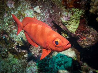 Obraz na płótnie Canvas crescend-tail bigeye on coral reef in red sea