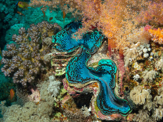 maxima clam on coral reef in red sea