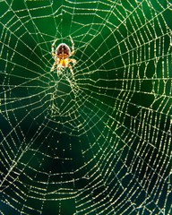 Close up of a spider on a dew covered web 