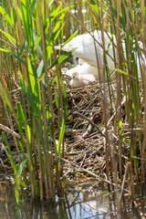 Schwanenk&uuml;ken im Nest. 