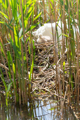 Schwanenk&uuml;ken im Nest. 