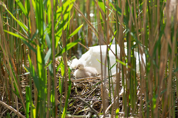 Schwanenk&uuml;ken im Nest. 