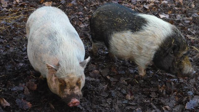 Close up of two Pot-Bellied Pig one of them is moving to the right in the dirt in autumn.
