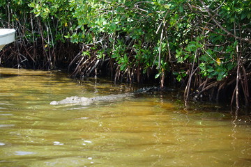 Wild crocodile, Rio Lagartos, nature reserve, Yucatan peninsula