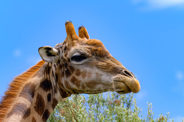 Giraffe with Blue sky  in Free State