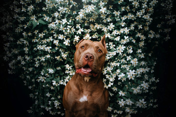 american pit bull terrier dog portrait in a blooming bush