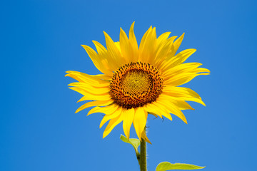 A blossoming sunflower against a blue sky and sun.
