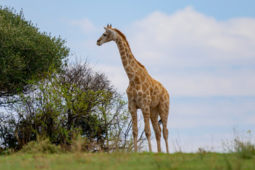 Naklejka na ściany i meble Giraffe with Blue sky in Free State