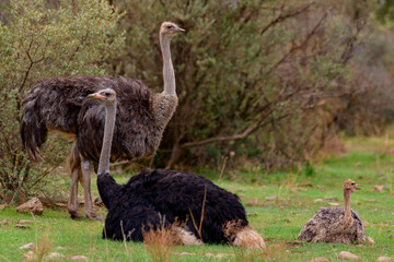 ostrich Family in Green Grass in South Africa